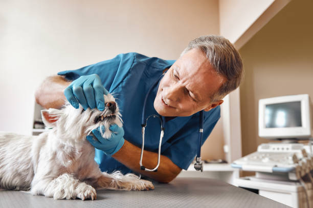 Best After-Hours Emergency Dentist in St Ansgar, IA